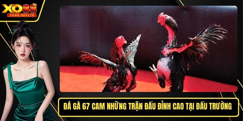 Đá Gà 67 Cam Những Trận Đấu Đỉnh Cao Tại Đấu Trường