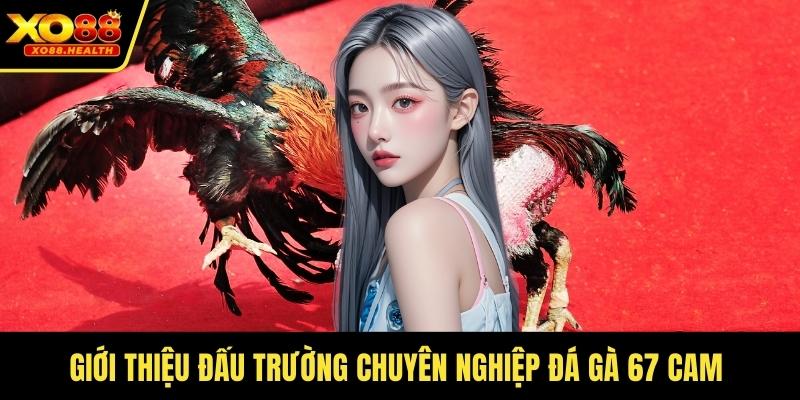 Giới thiệu đấu trường chuyên nghiệp đá gà 67 cam 